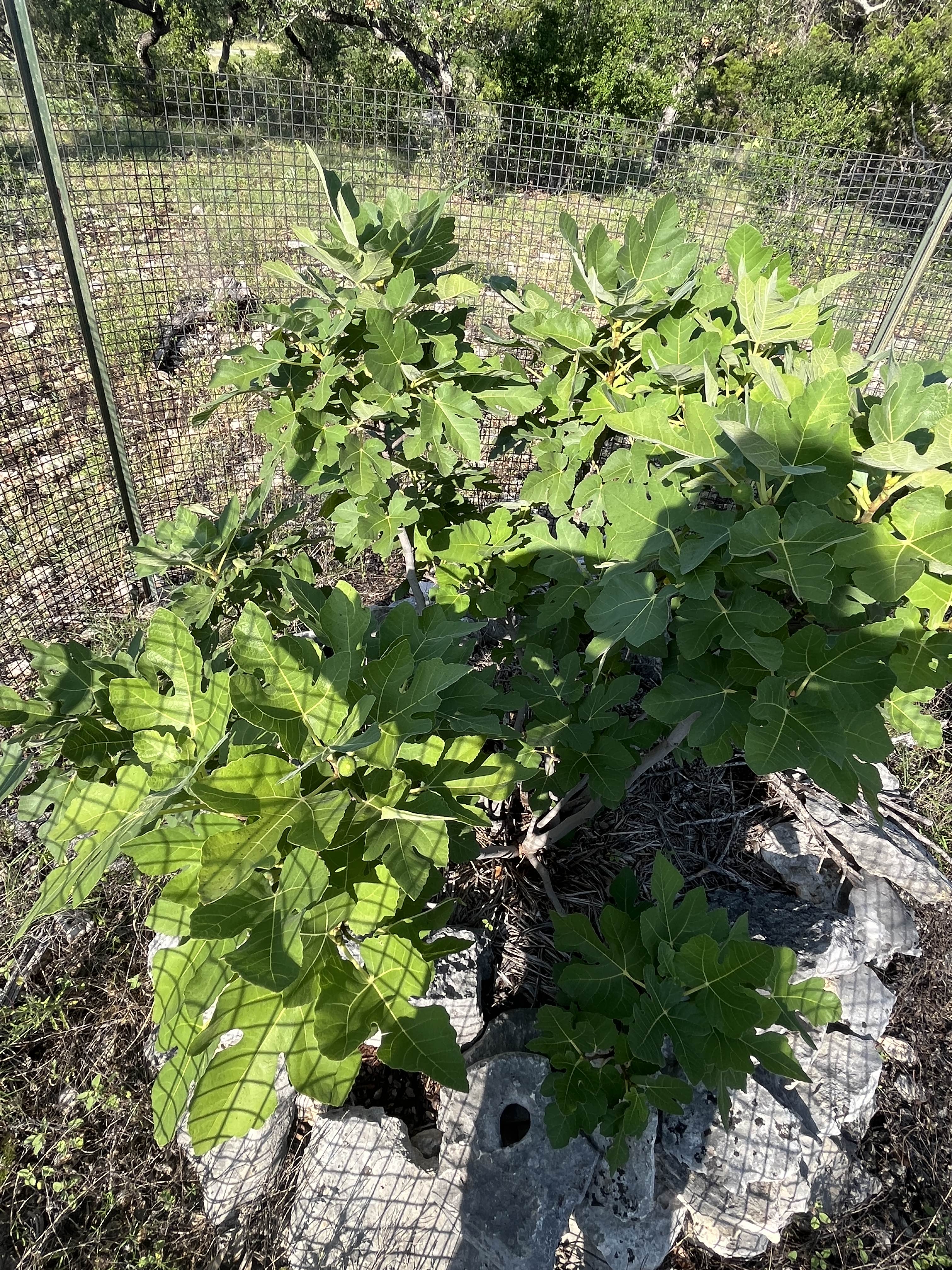 Brown Turkey Fig