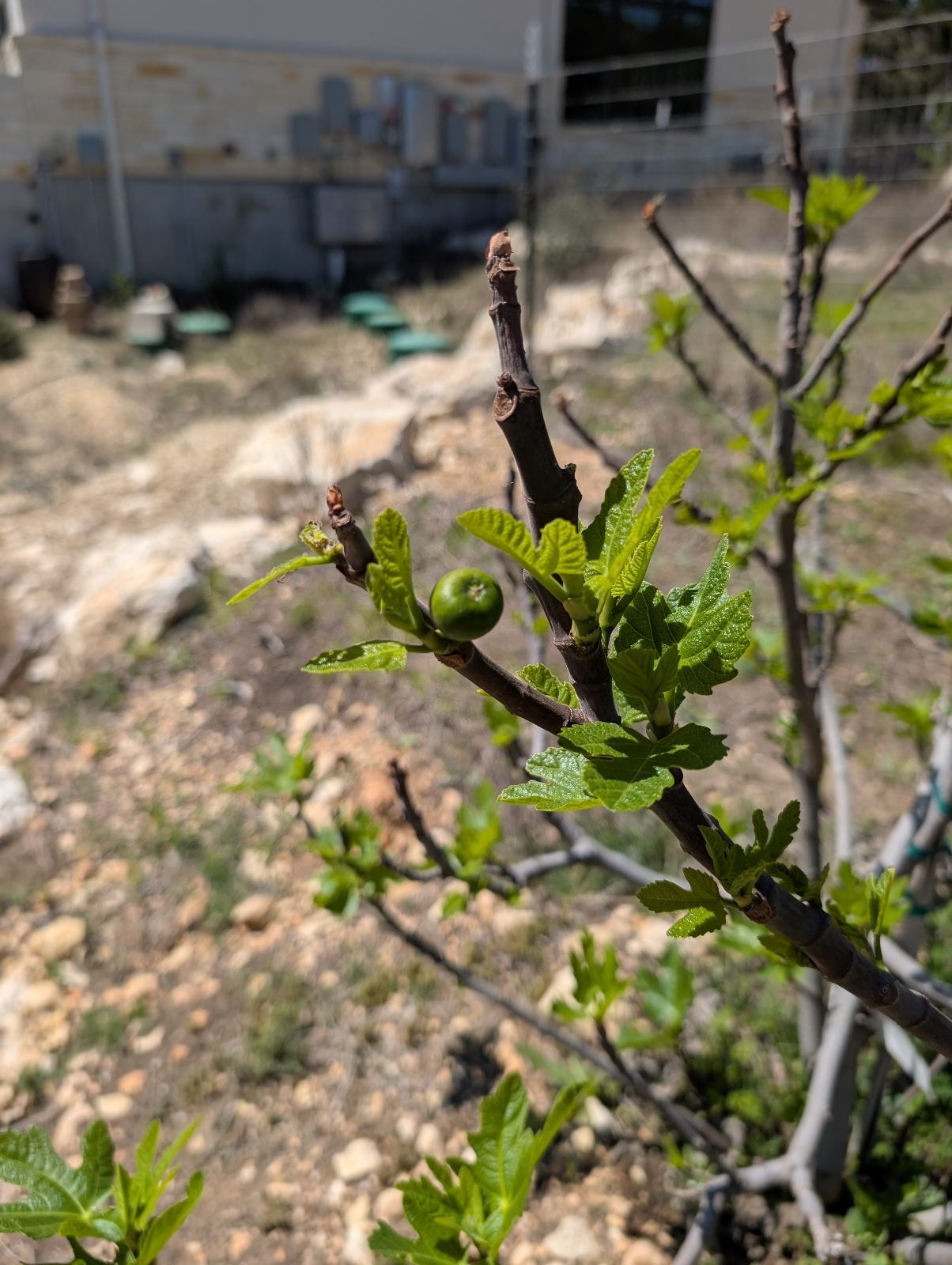 Celeste Fig