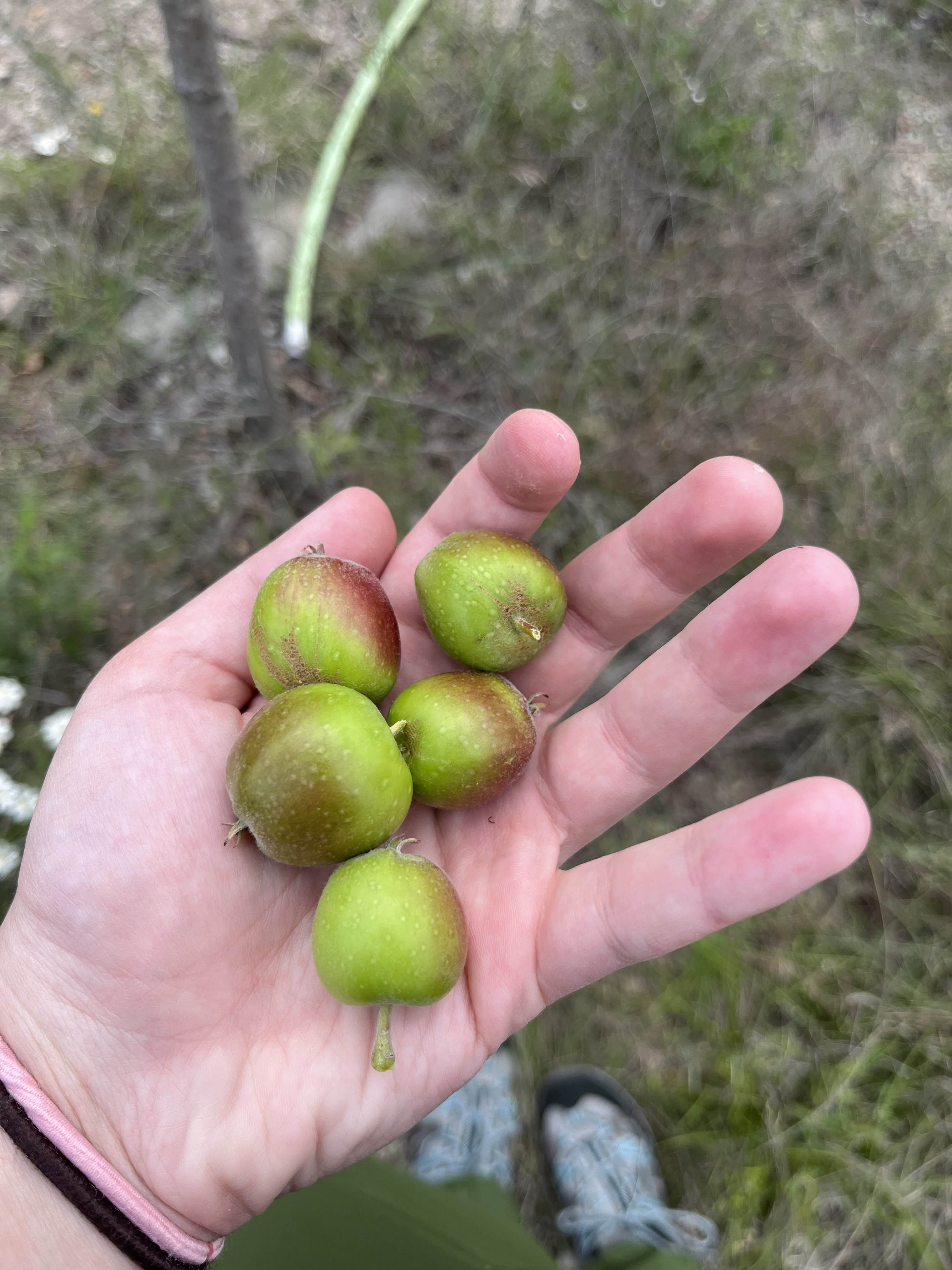 Fuji Apples