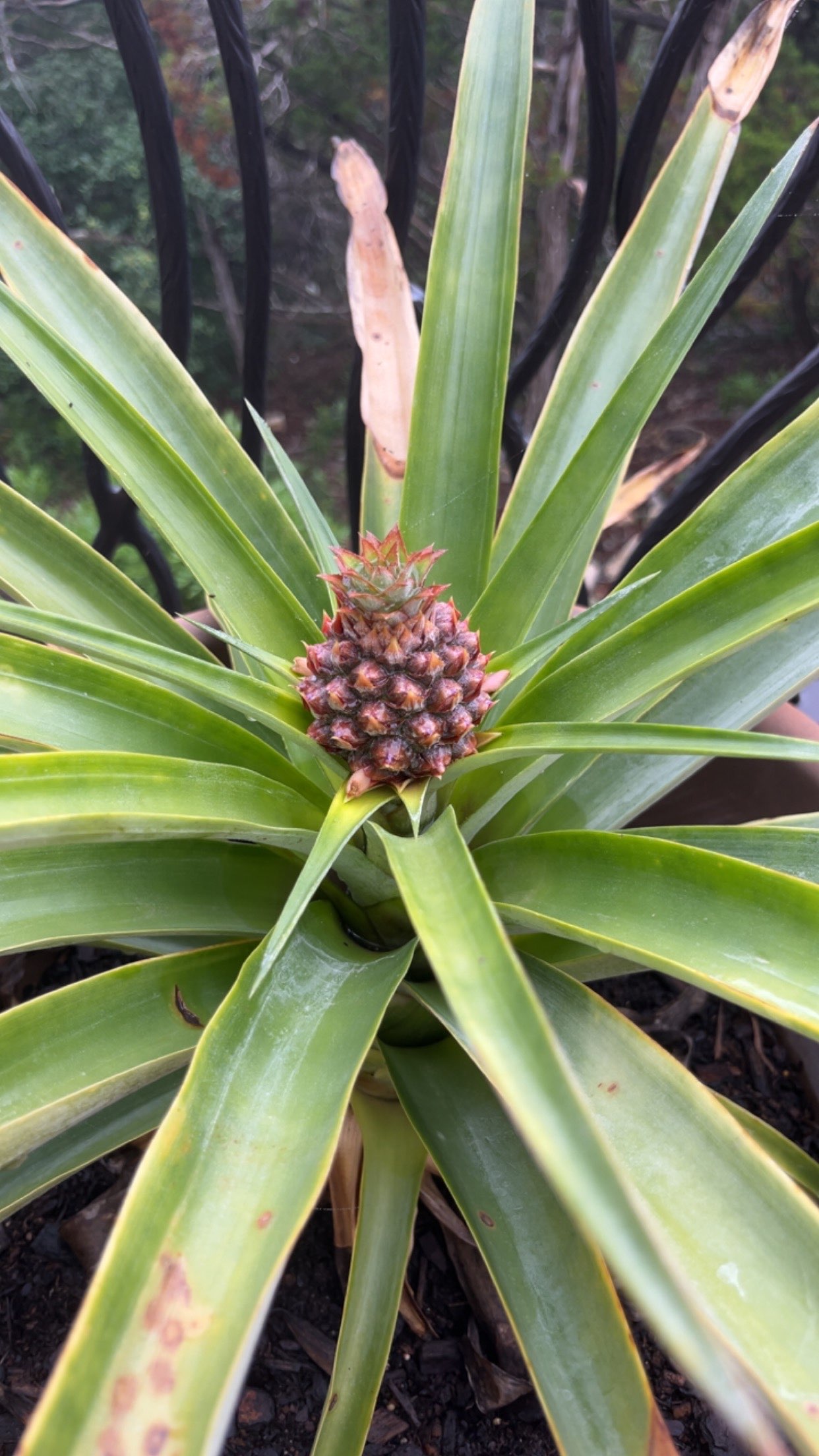 Pineapple Plant