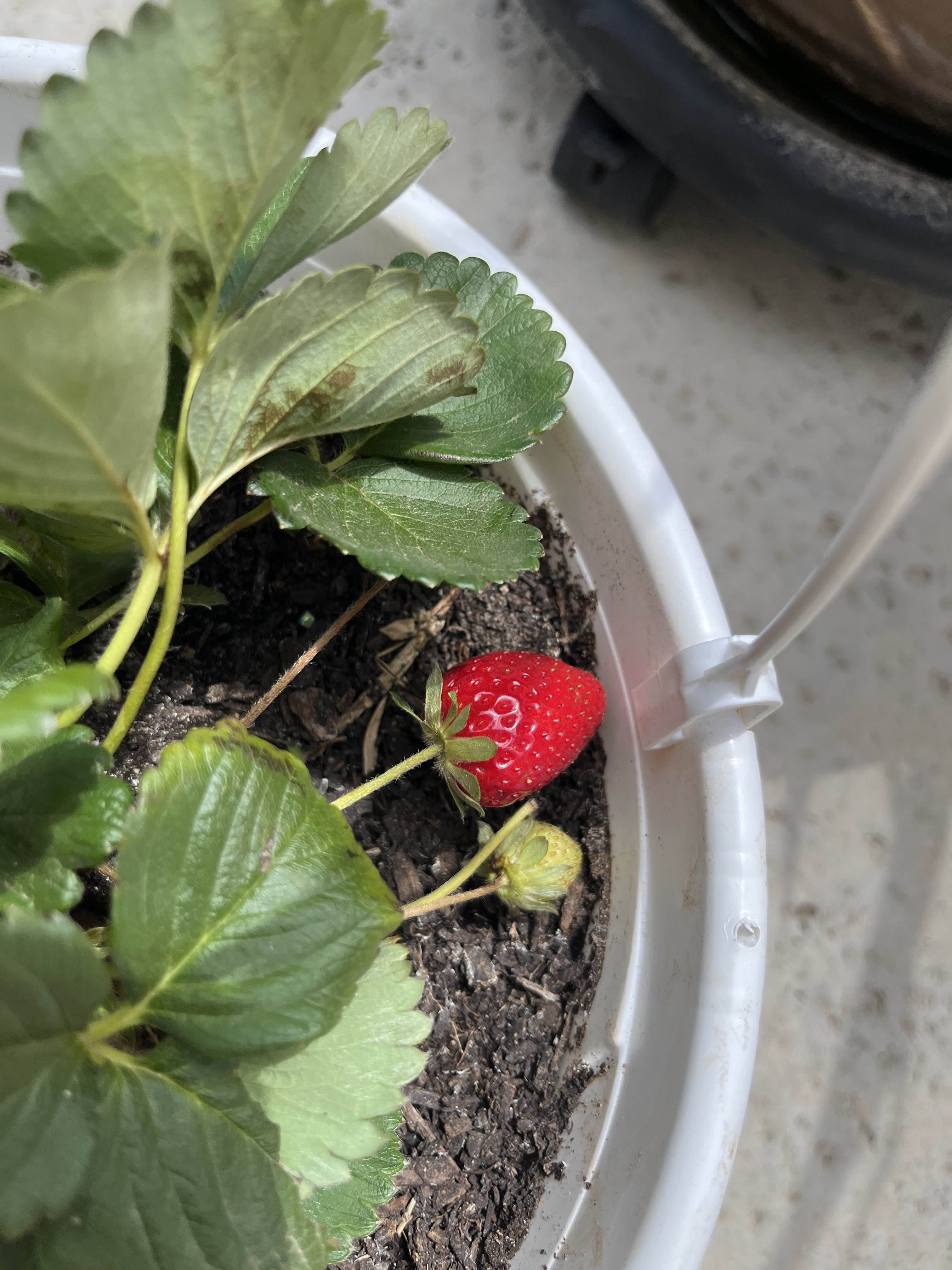Strawberry Plant